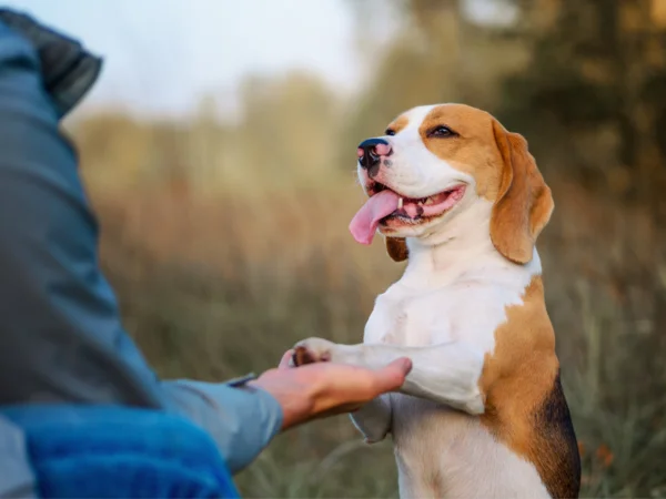 Cos'è l'addestramento positivo del cane e in cosa consiste?